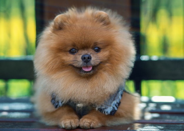 Mooie en donzige pomeranian hond. Hond op de Bank in een park. Pommeren op een wandeling