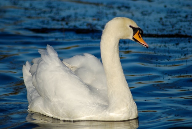 Mooie en elegante zwaan op het water