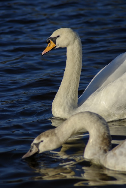 Mooie en elegante zwaan op het water