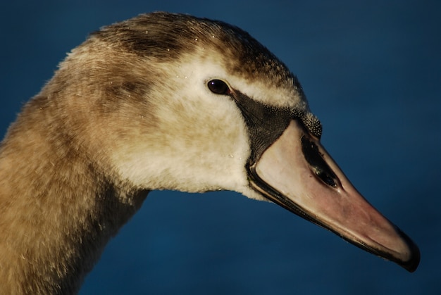 Mooie en elegante zwaan op het water