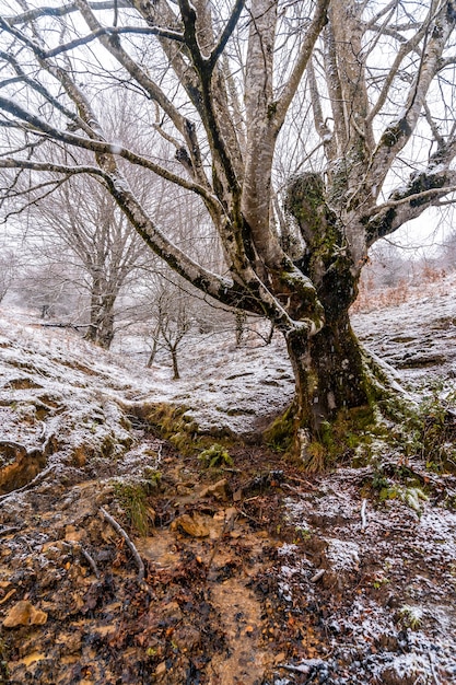 Mooie en gigantische beukenbomen in het bos van de berg Aizkorri in Gipuzkoa. Besneeuwde landschap door wintersneeuw