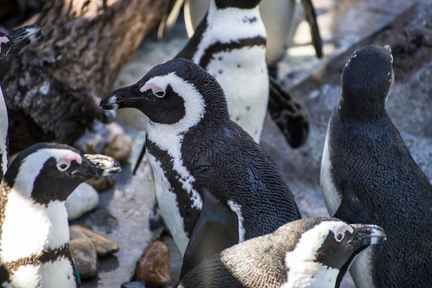 mooie en grappige pinguïnzon in een peer group