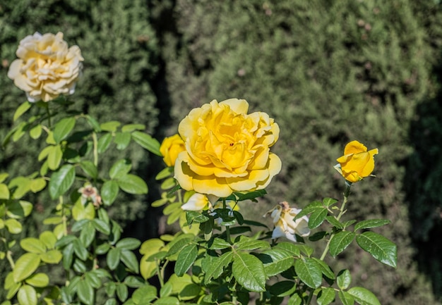 Mooie en grote gele roos in de tuin van Alhambra