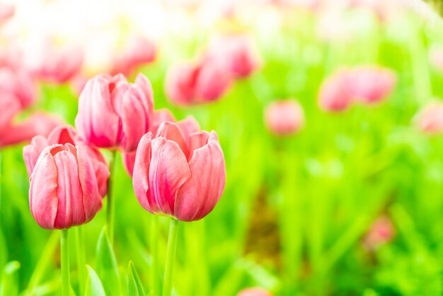 Mooie en kleurrijke tulpen in de tuin