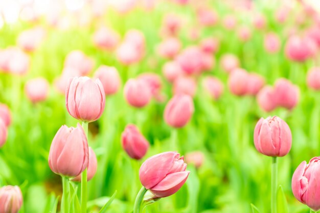 Mooie en kleurrijke tulpen in de tuin