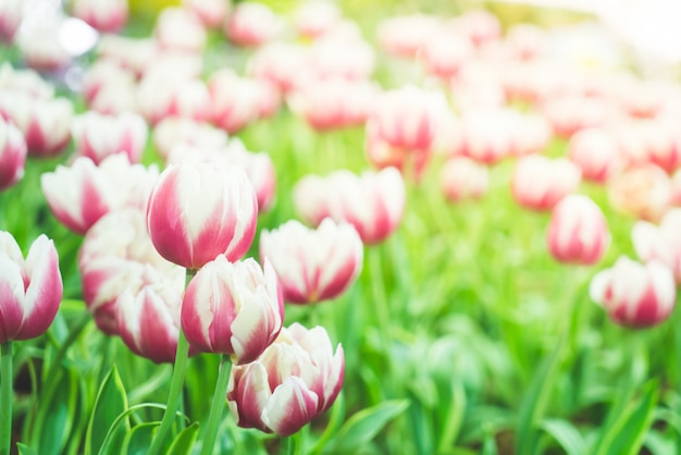 Mooie en kleurrijke tulpen in de tuin