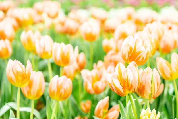 Mooie en kleurrijke tulpen in de tuin