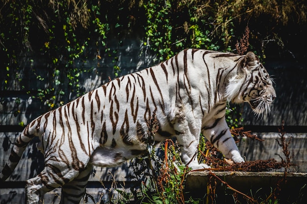 mooie en krachtige witte tijger die in de zon rust