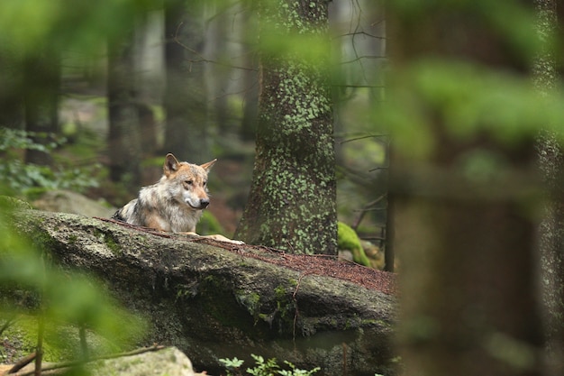 Mooie en ongrijpbare Euraziatische wolf in de kleurrijke zomer