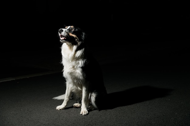 Mooie en schattige border collie-hond die op de grond zit en 's nachts naar de lucht kijkt