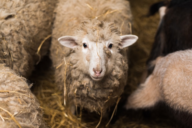 Mooie en schattige schapen op de boerderij eten hooi.