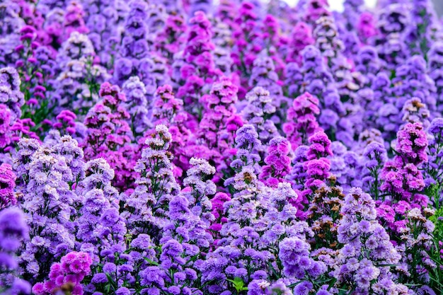 Mooie en verse Margaret bloemen in het veld Close-up paars roze en mest Margaret bloemen