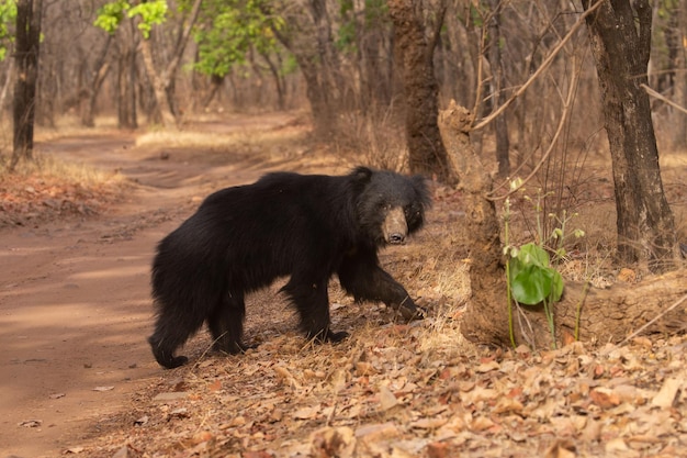 Mooie en zeer zeldzame lippenbeer in zijn natuurlijke habitat in india