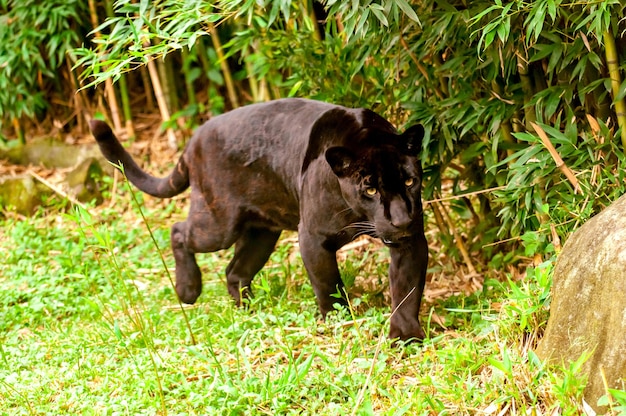 Mooie en zeldzame zwarte jaguar in Brazilië, (Panthera onca)