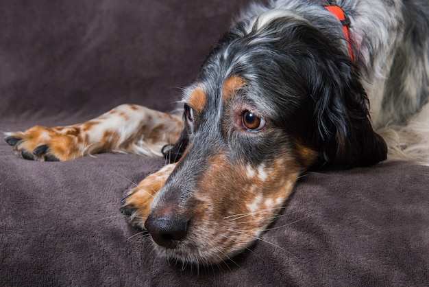 Mooie Engelse Setter met bruine en zwarte vlekken die slapend rusten