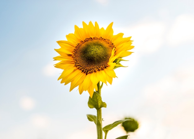 Mooie enige zonnebloemclose-up