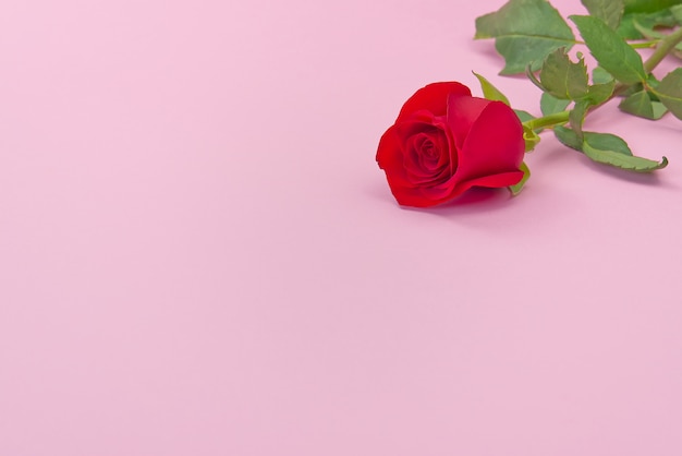 Mooie enkele roos op roze achtergrond. Het concept van Valentijnsdag, Moederdag, 8 maart.