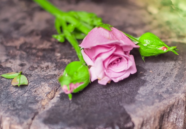 Mooie enkele roze roos geïsoleerd op houten achtergrond. Pink Rose bloem met regendruppels op achtergrond roze rozen bloemen. Natuur.