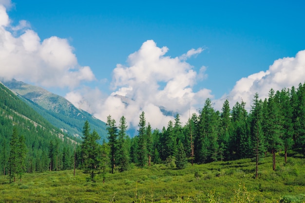 Mooie enorme wolk op gigantische bergen achter naaldbos op heuvel onder blauwe hemel.