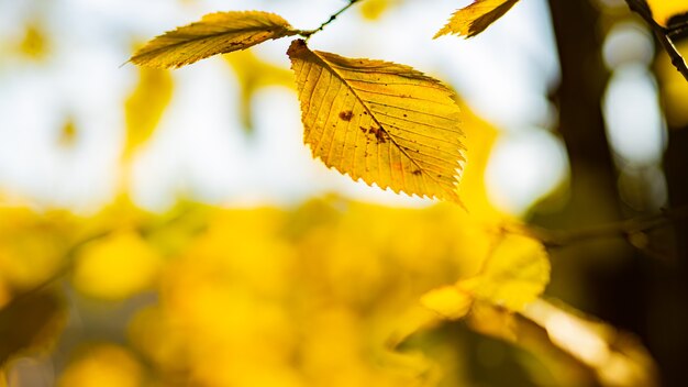 Mooie esdoorn bladeren in zonnige herfstdag. Gele bladeren in herfstpark op onscherpe achtergrond
