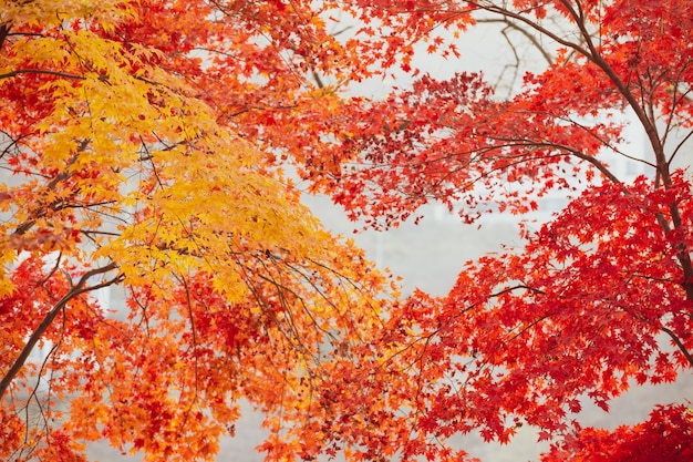 Mooie esdoornbladeren in de herfst, mooie herfstverlofachtergrond