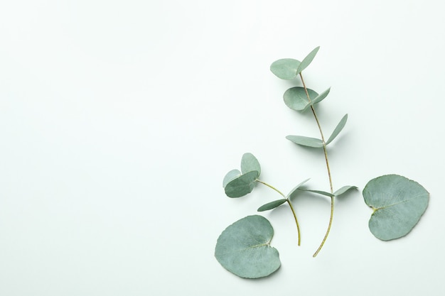 Mooie eucalyptus plant twijgen op witte achtergrond