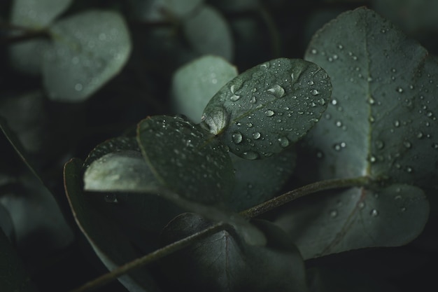 Mooie eucalyptusbladeren met waterdruppels, close-up