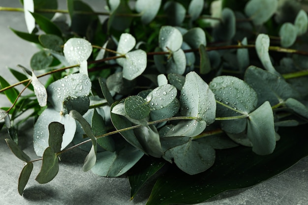 Mooie eucalyptustakken met waterdruppels