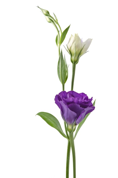 Mooie Eustoma-bloem