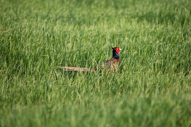 Mooie fazant in een groen tarweveld