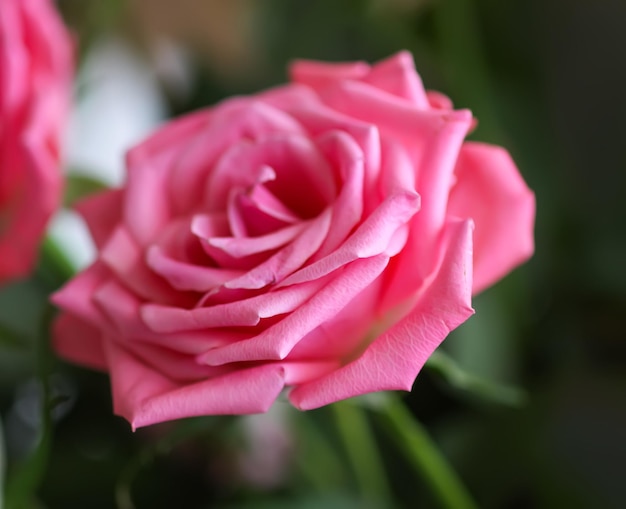 Mooie fel roze roze bloemen