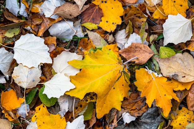 Mooie felgele en bruine gevallen bladeren op de grond in het herfstpark