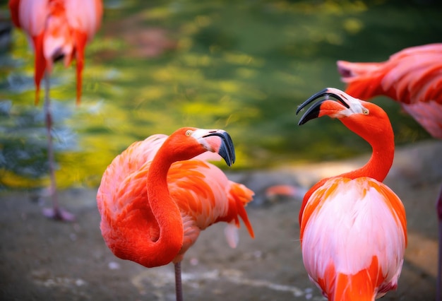 Mooie flamingo's wandelen in het water met groene grassen achtergrond Amerikaanse flamingo wandelen in