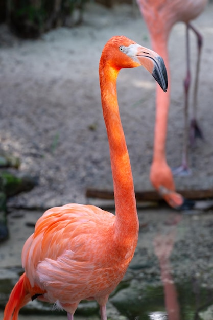 Mooie flamingovogel in het wild flamingovogel met roze veer exotische flamingovogel buiten