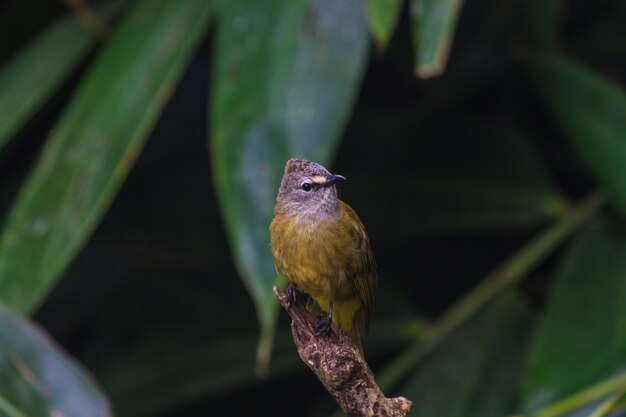 Mooie flavescent bulbul