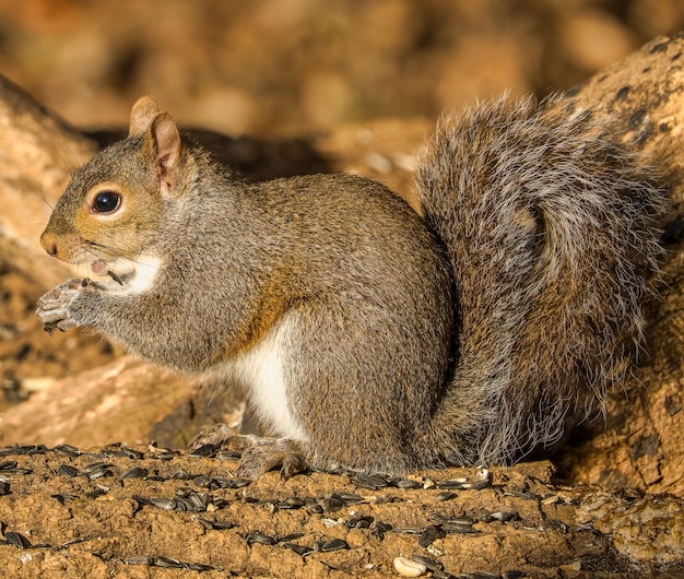 Mooie foto van een grijze eekhoorn buiten in Clarksville Tennessee