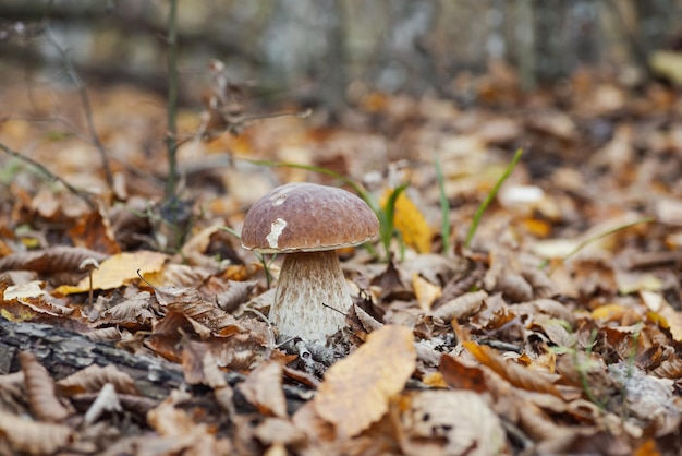 Mooie foto van eetbare porcini-paddenstoelen die groeien in herfstbos in levendig gebladerte van bomen