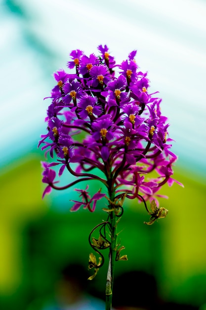 Mooie fotografie van paarse bloem