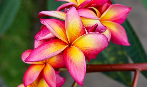 Mooie Frangipani Flower roze en gele kleurrijke close-up frangipani bloem