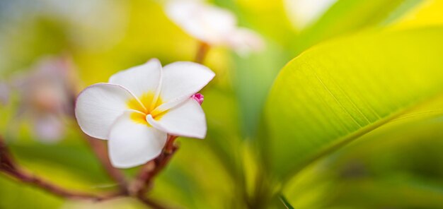 Mooie frangipanibloemen met groene bladachtergrond Tropische parktuin romantische natuurbloemen