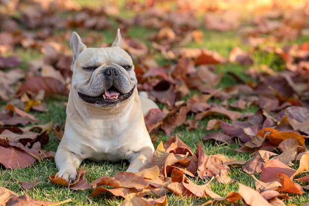 Mooie Franse bulldog op herfstbladeren in de tuin.