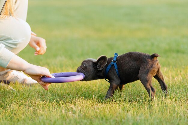 Mooie Franse bulldog puppy die buiten speelt met een trekker