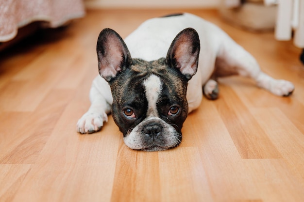 Mooie franse bulldogbulldog ligt thuis op zijn bank