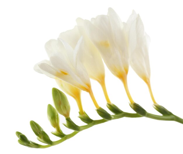 Foto mooie freesia bloemen geïsoleerd op wit