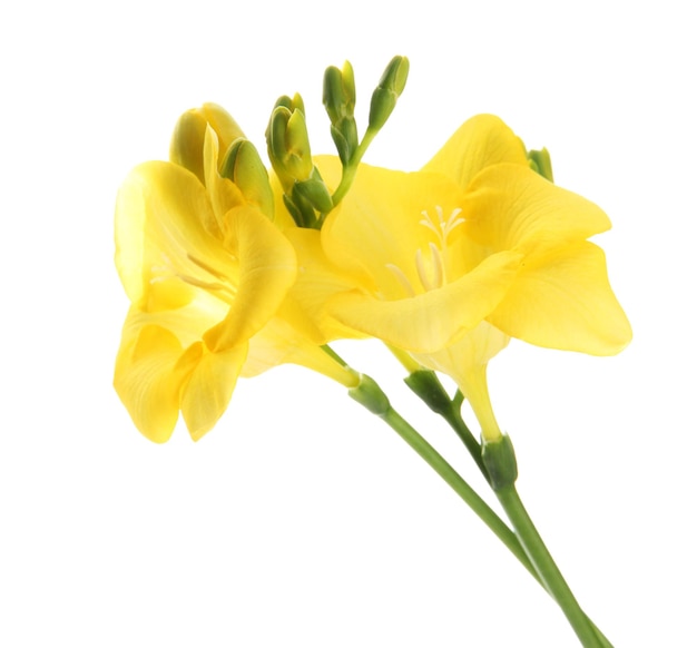 Mooie freesia geïsoleerd op wit