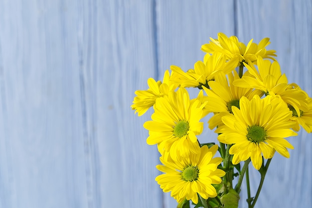 Mooie frisse gele chrysant