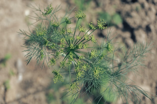 Mooie frisse groene dille achtergrond Macro frisse groen dille textuur