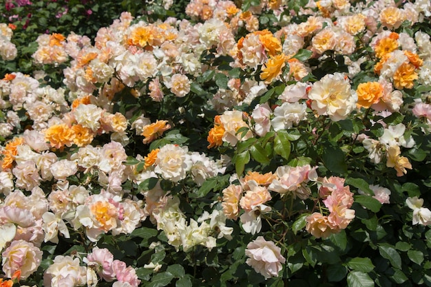 Mooie frisse rozen als voorjaars achtergrond xAxA