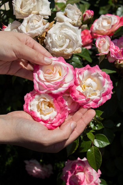 Mooie frisse rozen in de hand.