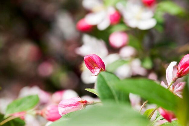 Mooie fruitboom bloeiend met rode bloemen